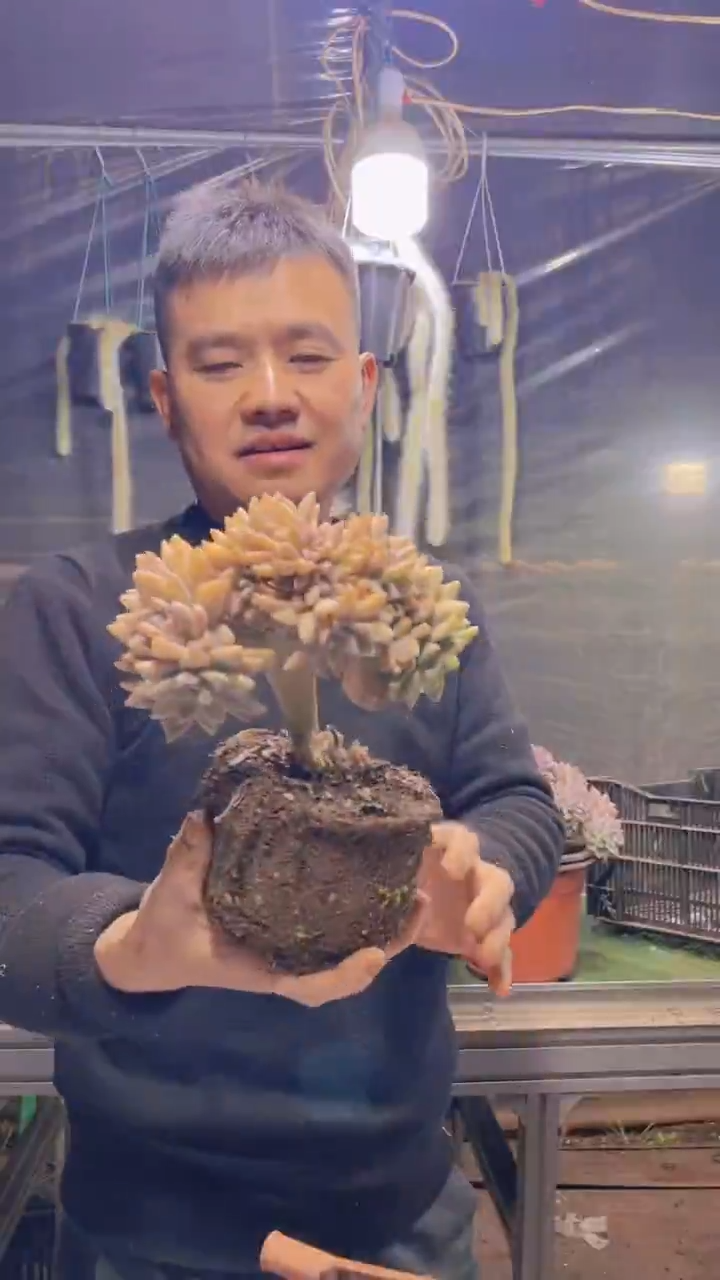 231淡雪缀化一物一拍