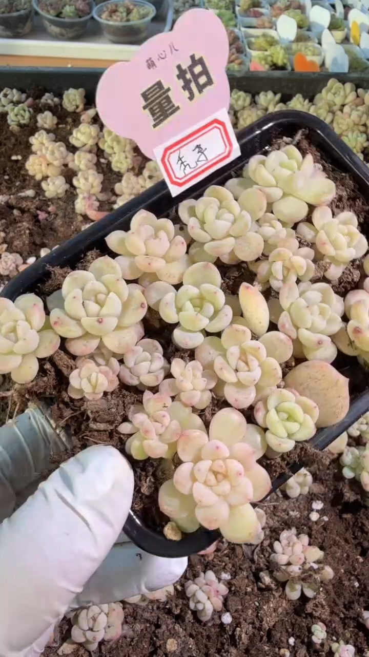 T秃切糕1盒 量拍多肉植物