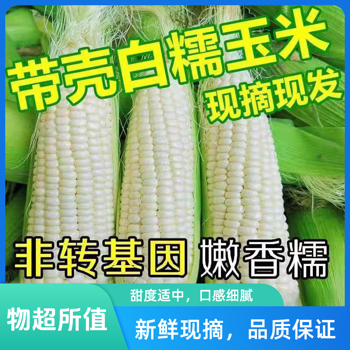 白糯甜玉米新鲜采摘包邮浙江省