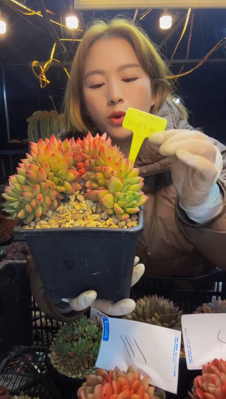 113号一物一拍脱土包邮
