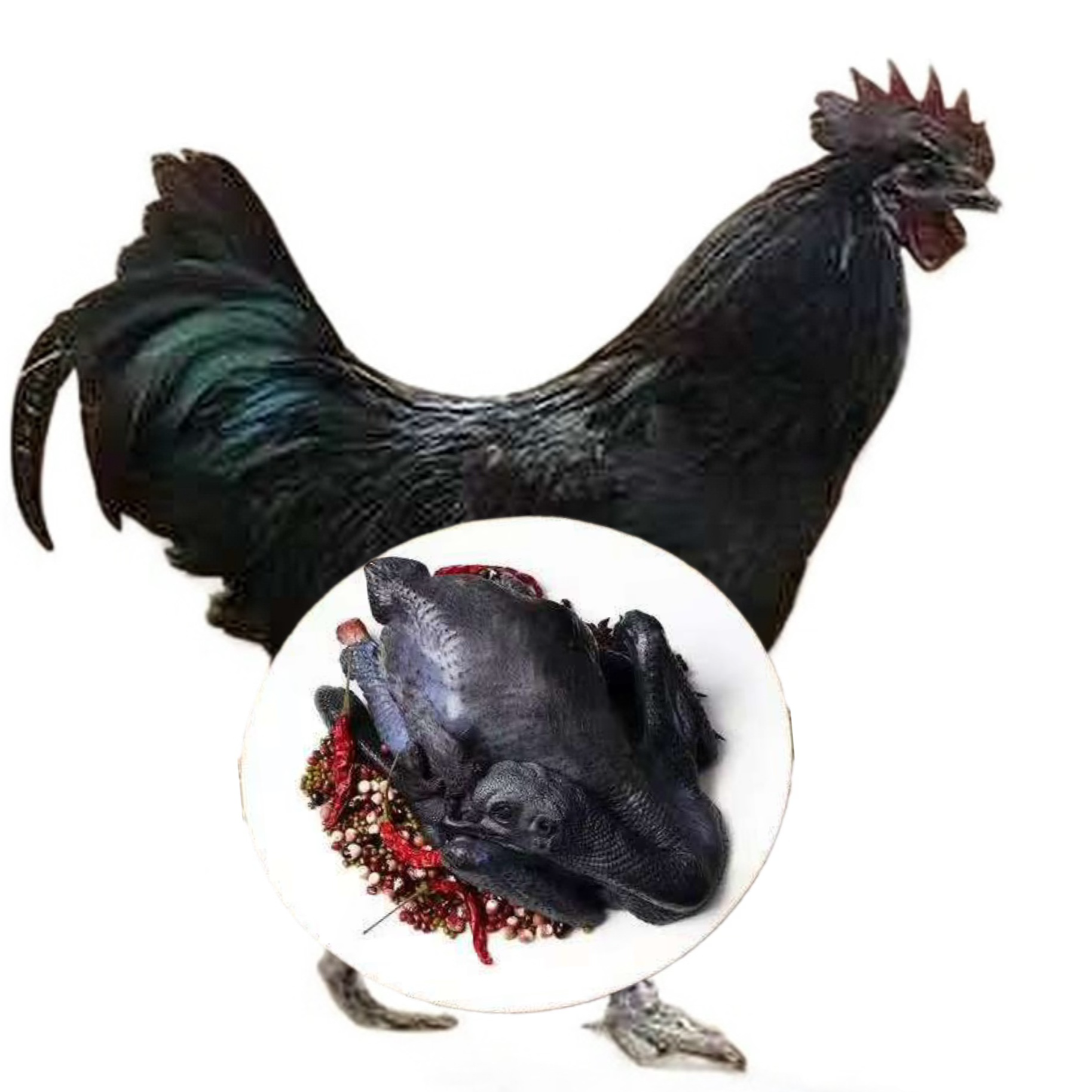 云南高山散养土鸡公鸡整鸡肉质炖汤嘎嘎好