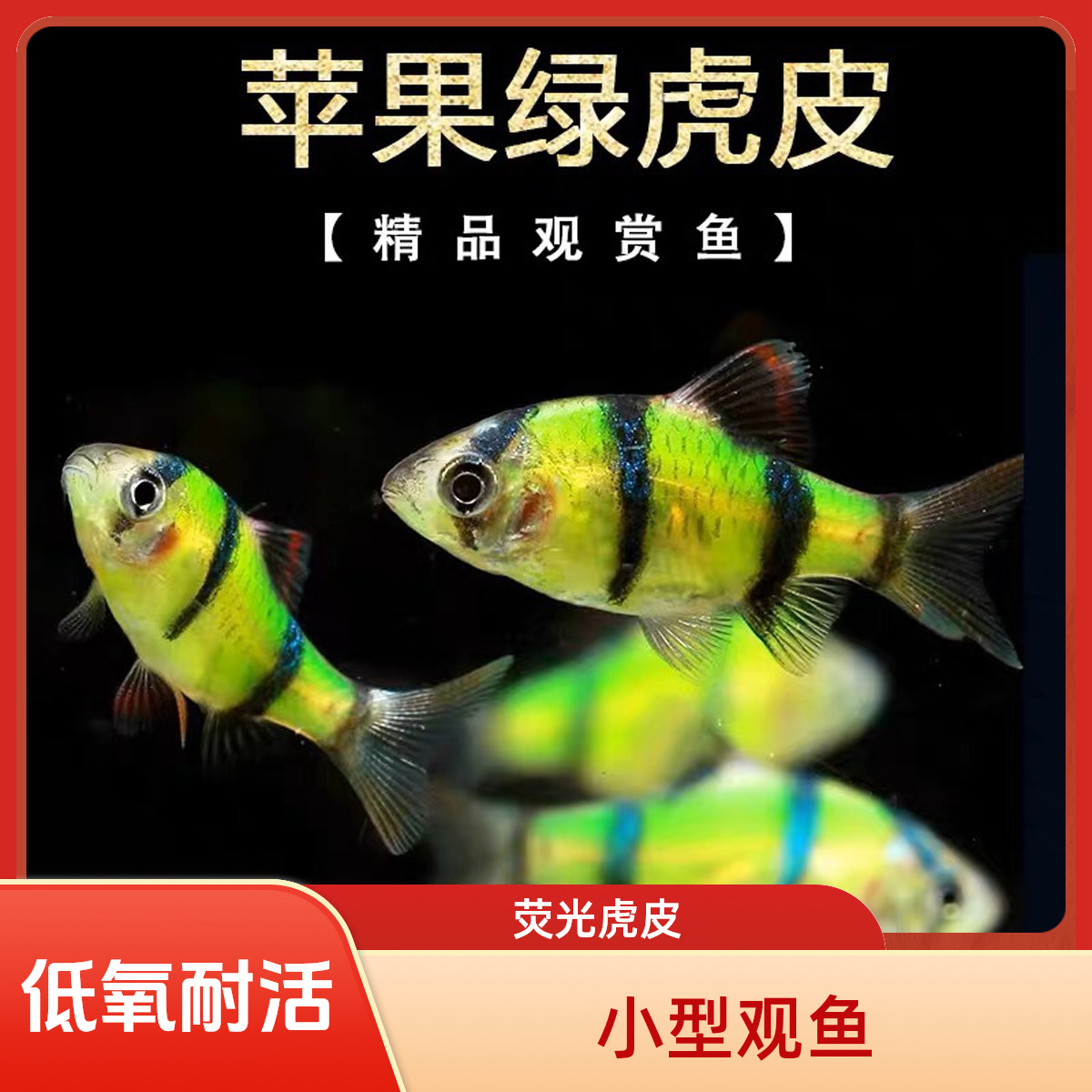  ◆热带鱼◆荧光绿虎皮热带观赏鱼低氧耐活小型淡水鱼小型观赏鱼