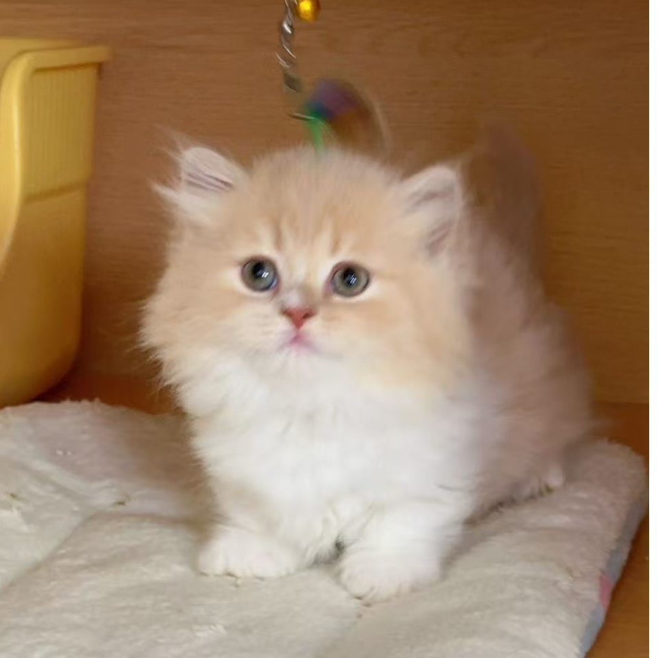 长毛猫乳白拿破仑弟弟