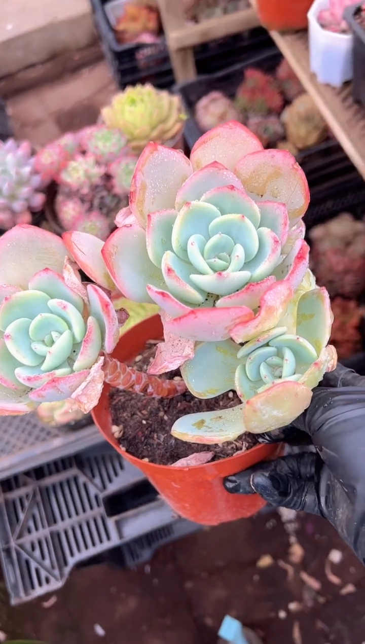 H****点多肉植物一物一拍25324