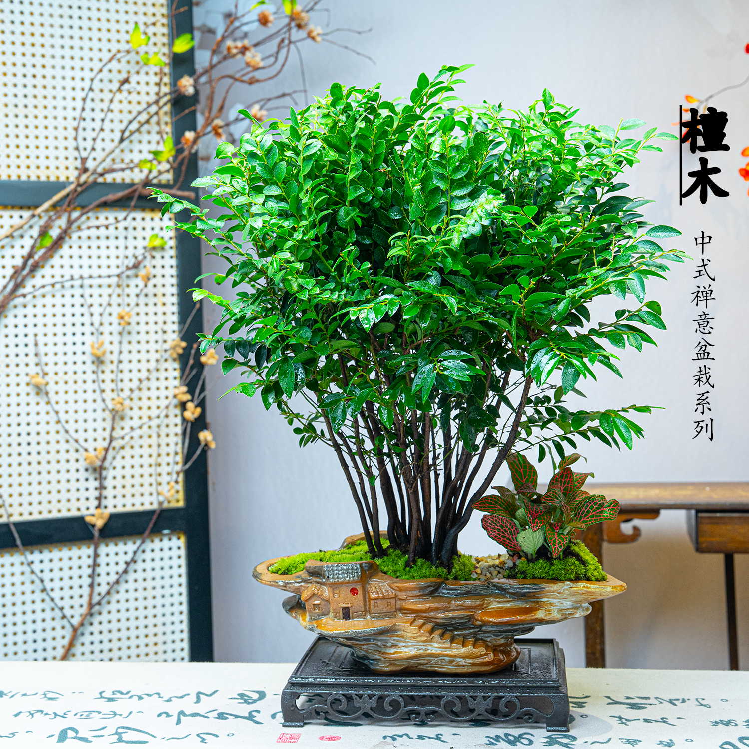 【丛林款小叶紫檀】老桩盆景高端雅致室内盆景绿植鲜活好养大气美观