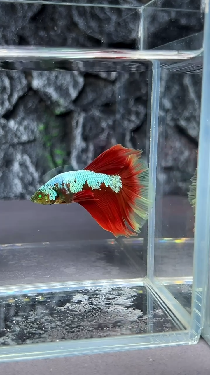 斗鱼竞拍链接S012