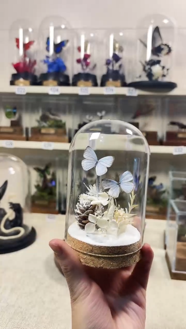 真实的大自然蝴蝶标本