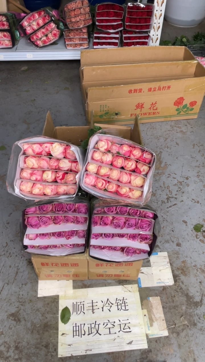 凯瑟琳20枝+冷美人20枝