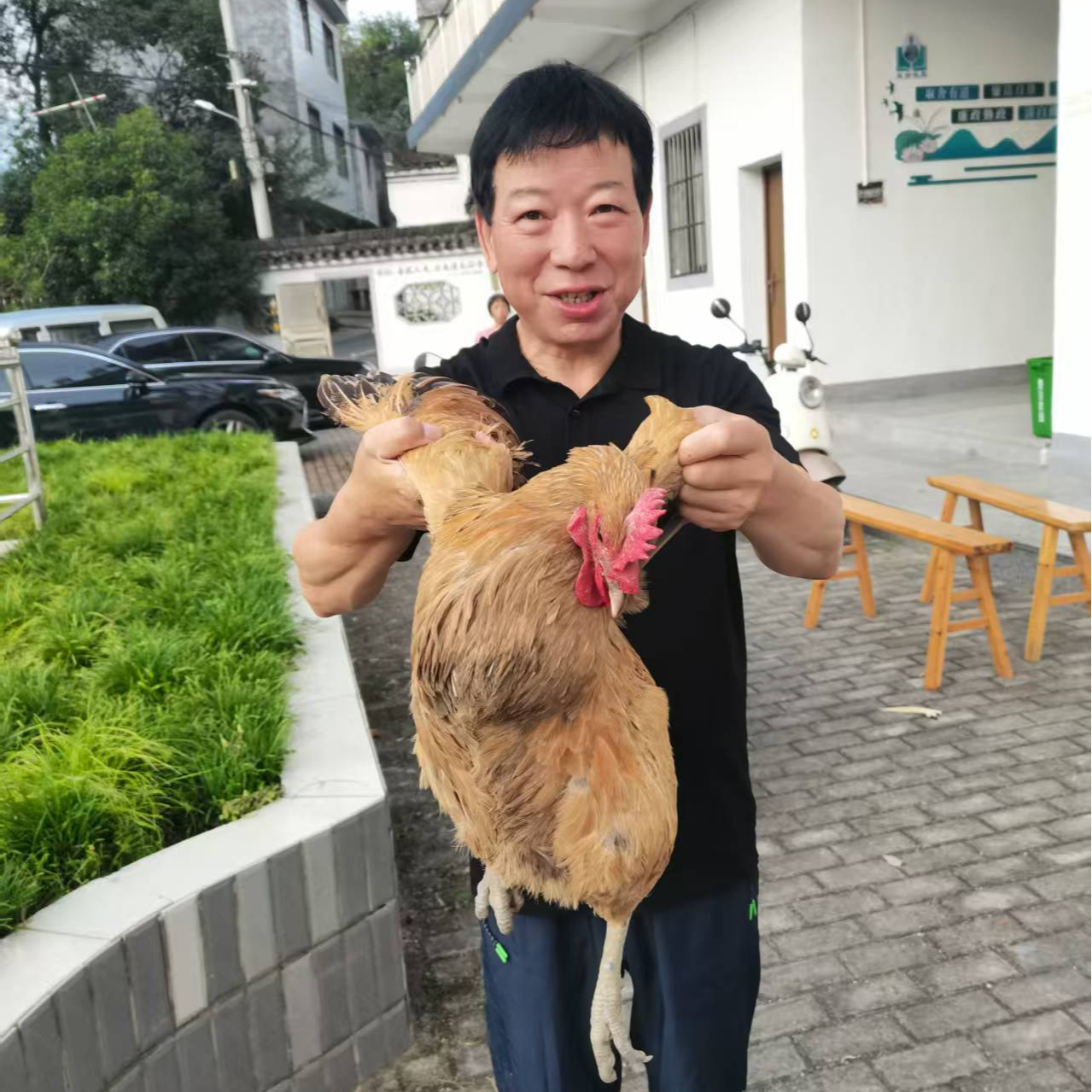 【书记助农】大公鸡农户散养老母鸡京东发货