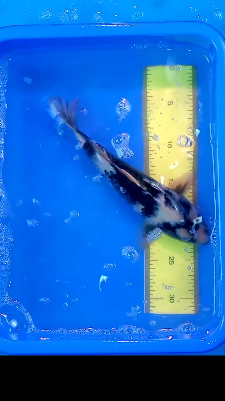 锦鲤12月22日锦鲤58