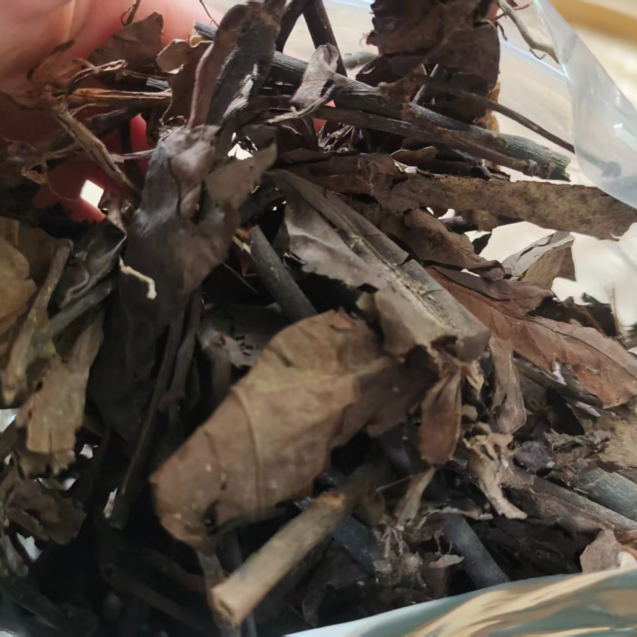 山货消炎大王【肿节风】