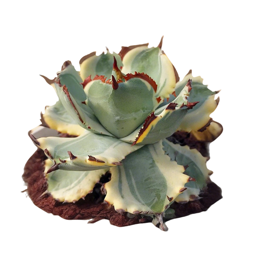 连刺甲蟹锦甲蟹黄覆轮稀有龙舌兰多肉植物组合盆栽秋天夏天好养