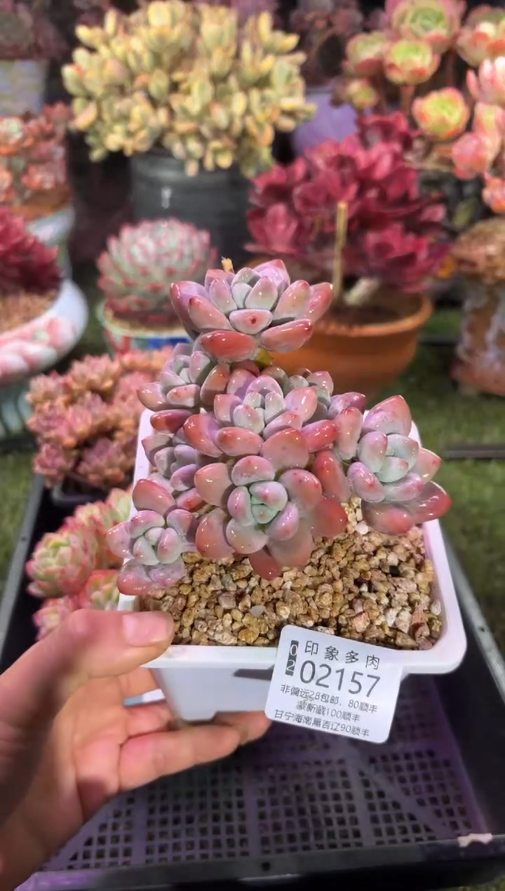 【闪购商品】02157