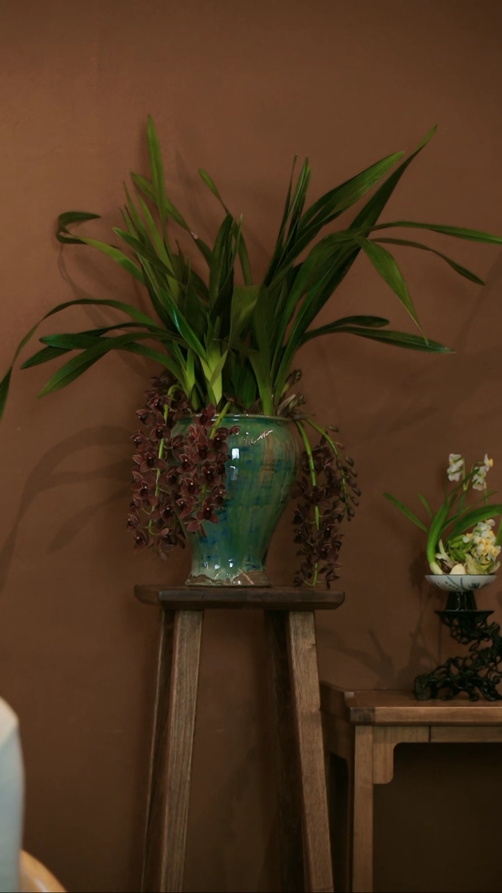 【闪购商品】盆景世界宝石