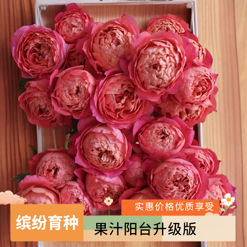 黑哥的花园阳台花园爆款果汁美人微月盆栽四季开橙黄复花玫瑰花卉