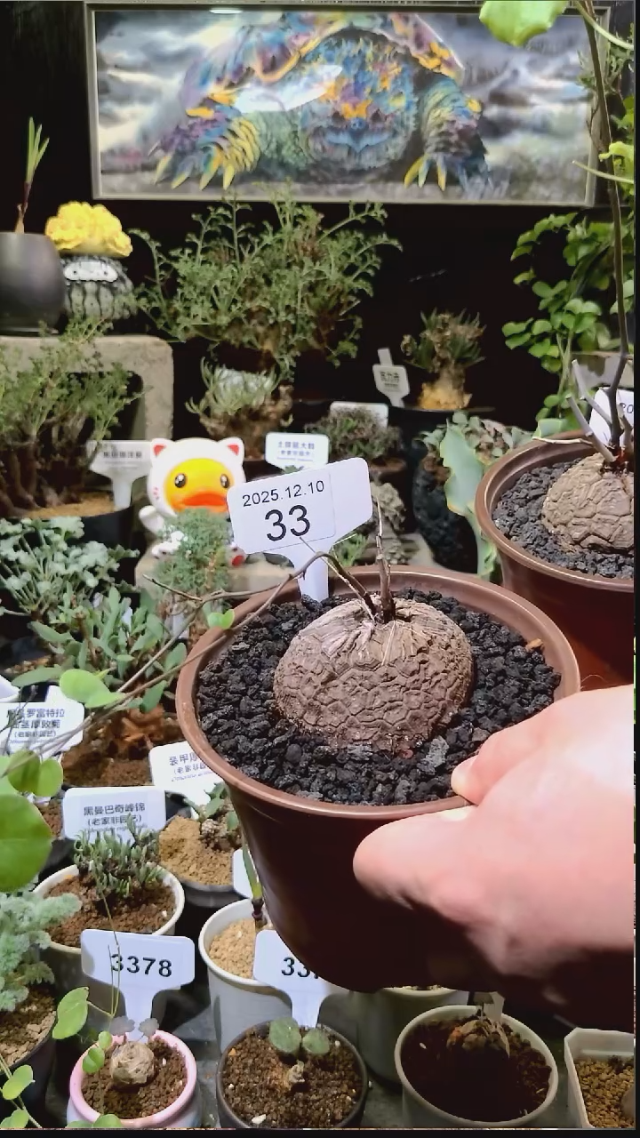 33号1210福利南非龟甲龙买一送一