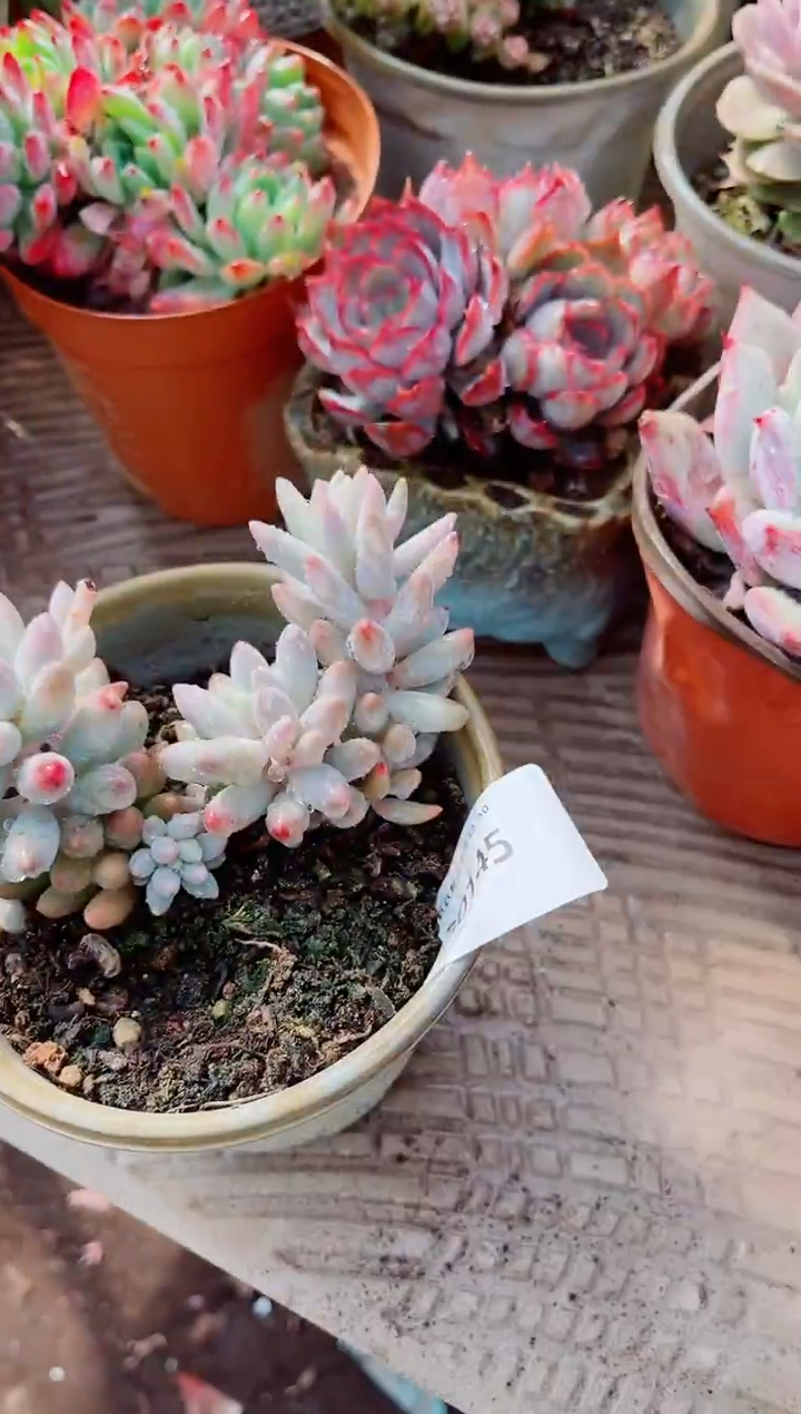 安*闲跃跃精品多肉30145