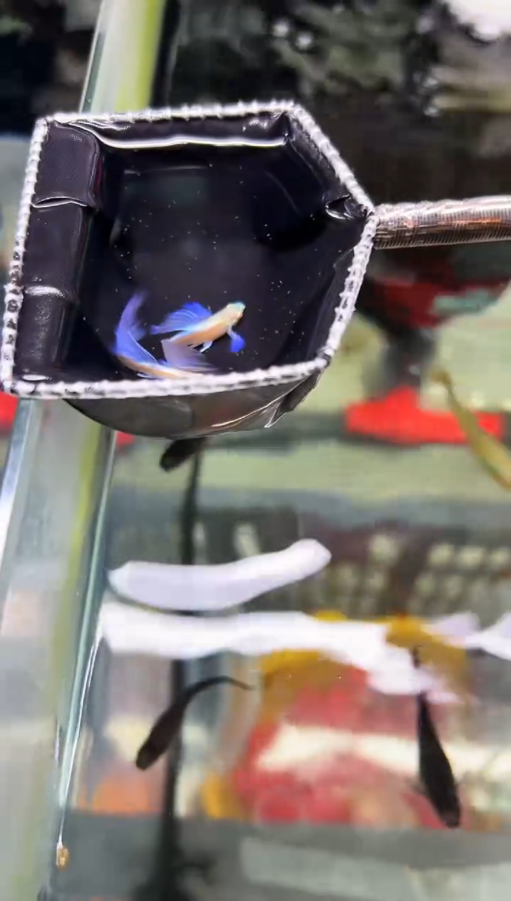 孔雀鱼无怨孔雀鱼