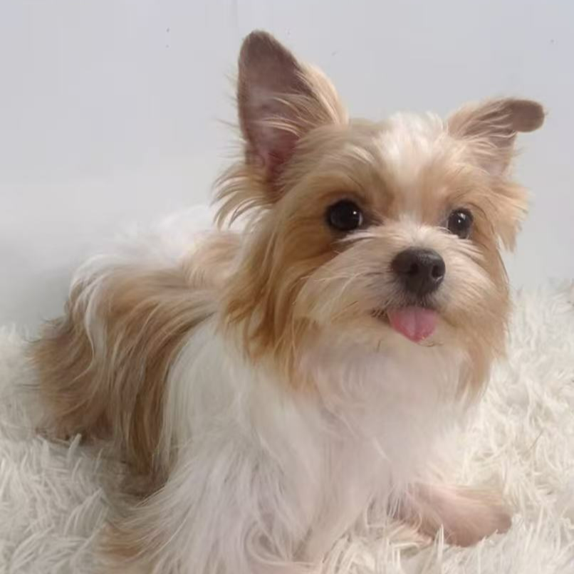 小体花色约克夏  1岁  疫苗全齐 弟弟