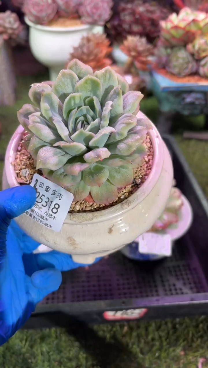 【闪购商品】05318