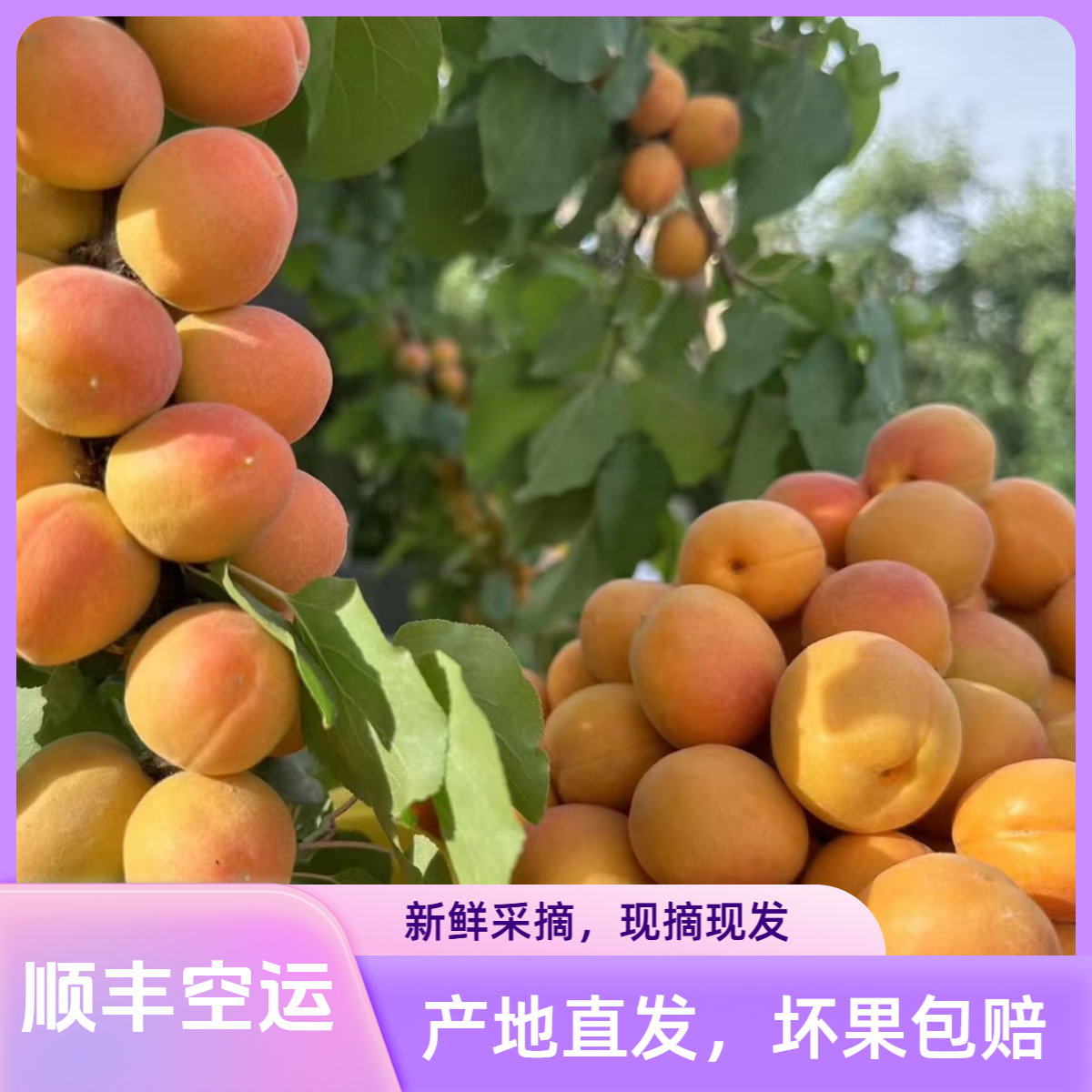 【顺丰空运】新疆阿克苏吊干杏产地直发净重3斤