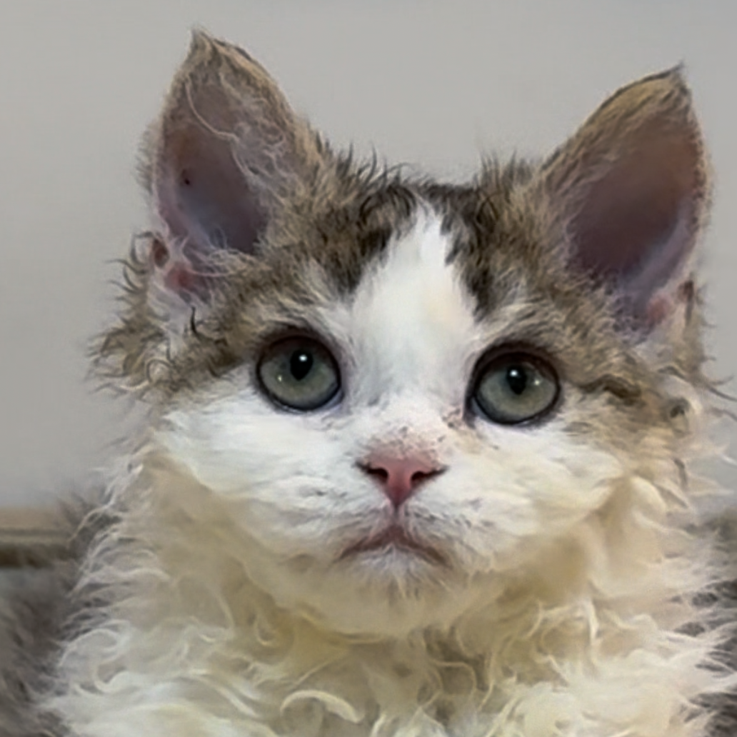 来了姊妹-金白赛尔凯克猫 妹妹 13