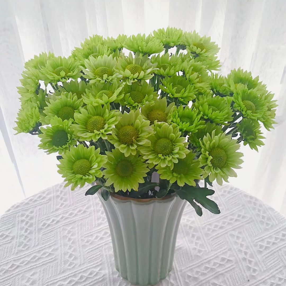 （绿精灵）小雏菊鲜切花清新淡雅漂亮新鲜居家办公养护实物插瓶