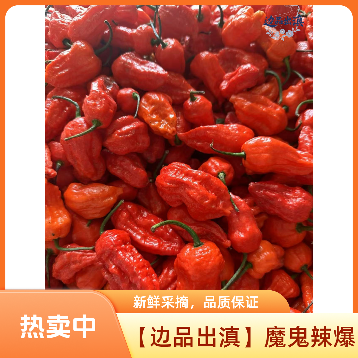 【边品出滇】新鲜涮涮辣椒断魂超辣爆辣魔鬼辣椒爆辣