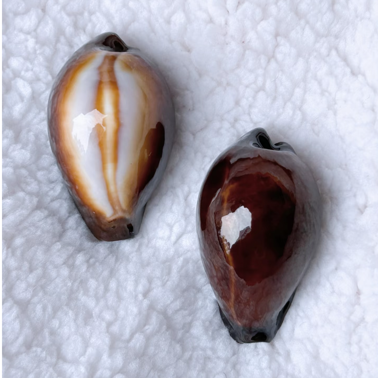 天然贝壳玛瑙宝螺 标本螺鱼缸造景水族造景家居（仅发1个）