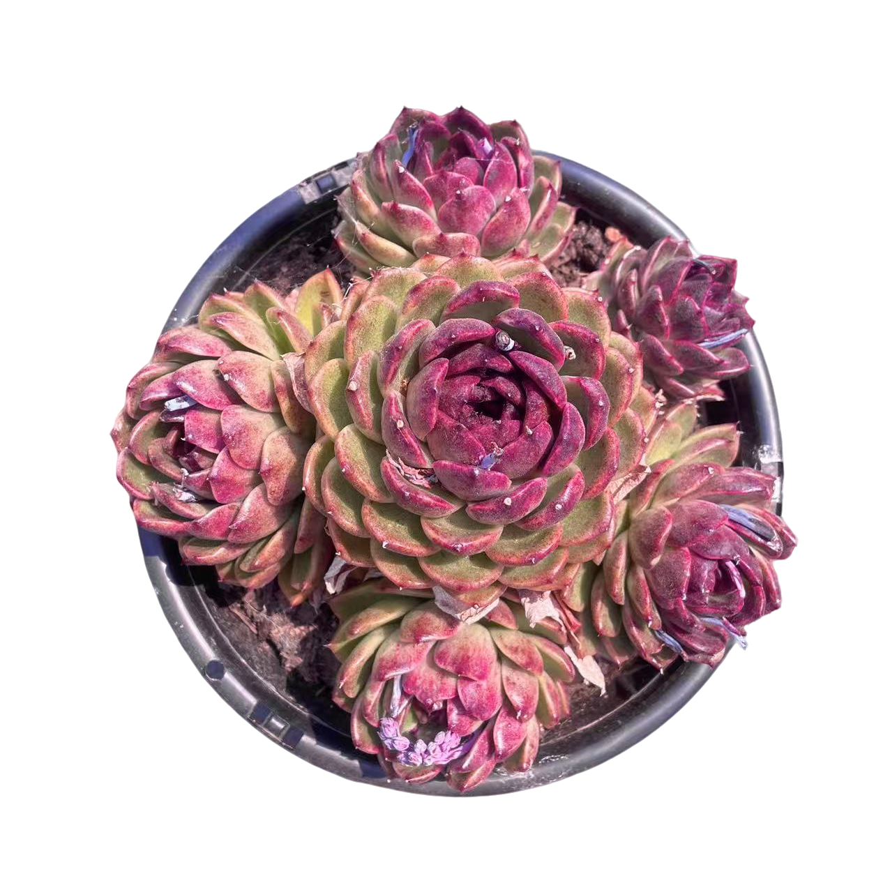 水晶群精品   柒喜多肉植物满19.9包邮以直播间为准 精选精养