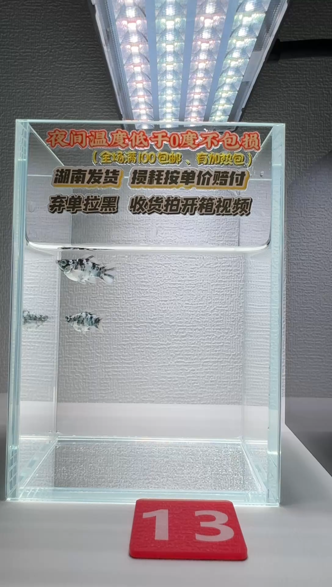 黑玛丽鱼013水墨玛丽小苗2条