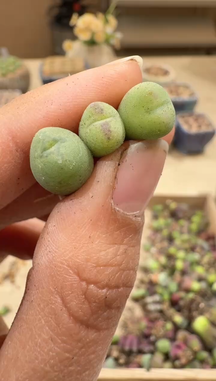 28-51多肉植物肉锥