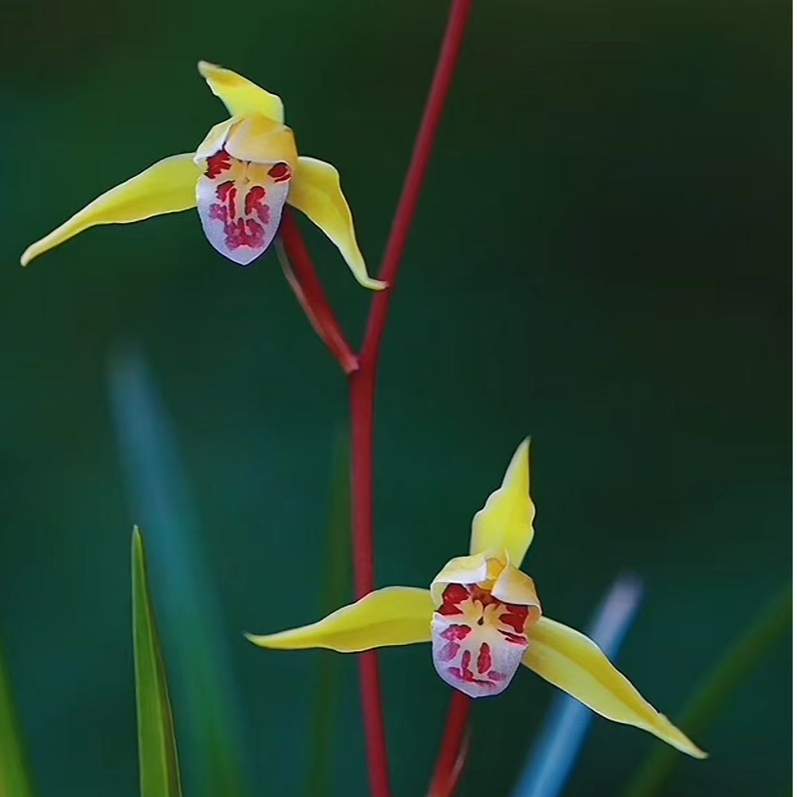 古北壹号优选【金镶玉】带花苞细叶寒兰花卉直播兰花直播