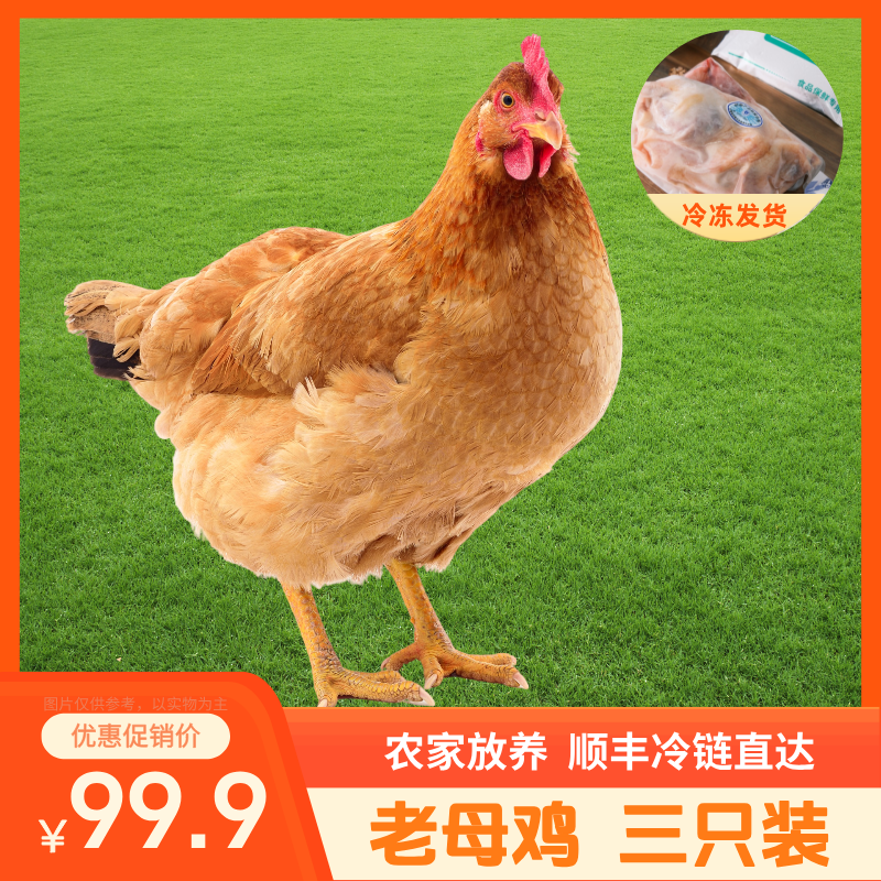 【到手三只装】农村散养老母鸡三只肉质紧实 汤鲜肉也香 总净重7-8斤顺丰冷链直达  包冰率不含冰