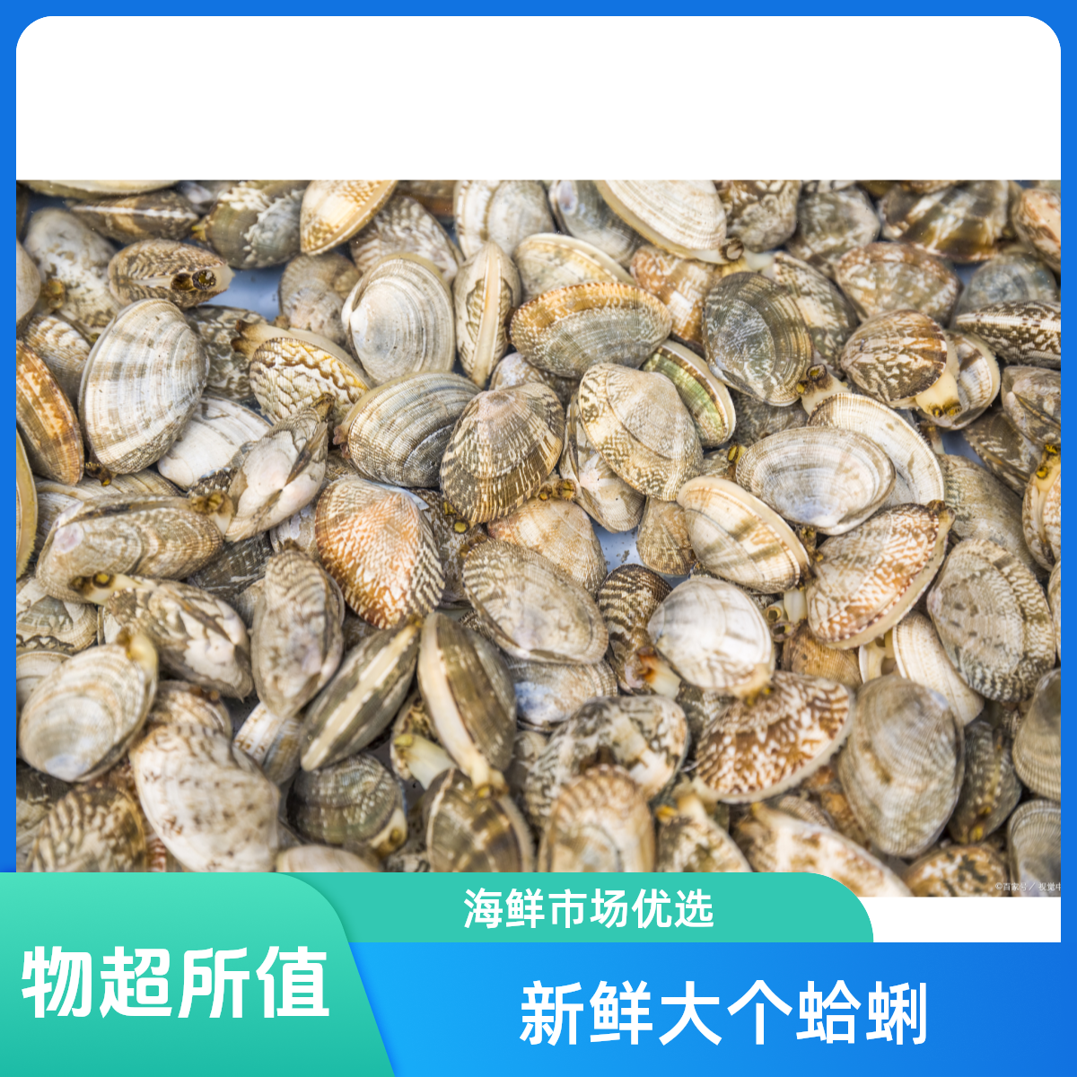【新店特惠】花甲一斤