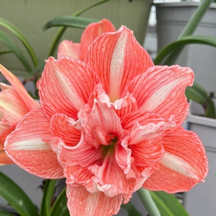 辰吉祥颂歌辰父朱顶红包对版朱顶红种球