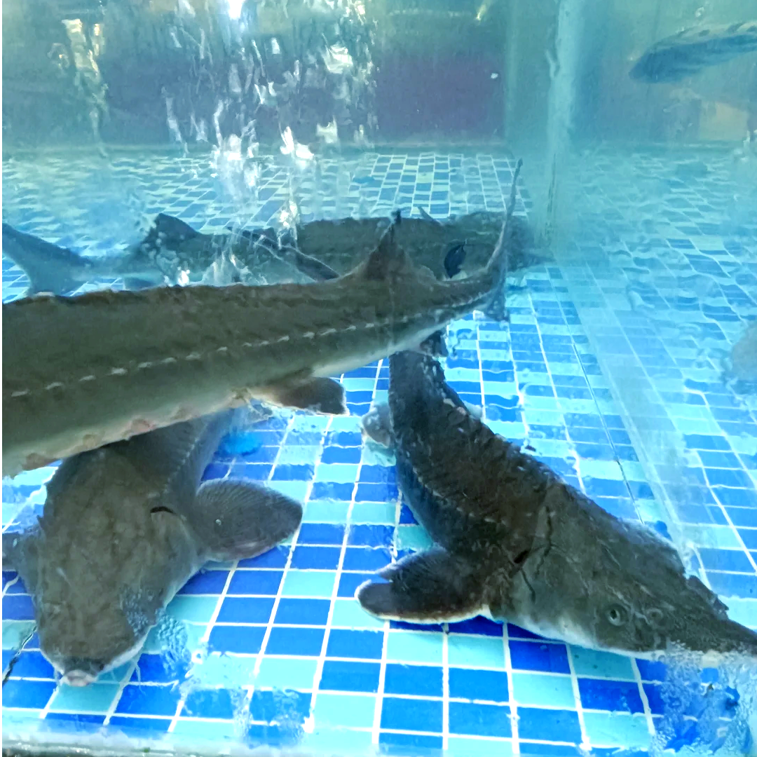 【水不同】】鲜活鲟鱼（条）