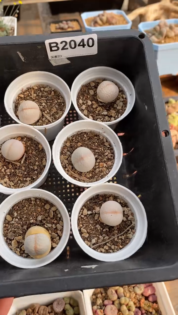 【闪购商品】2040直播一物一拍