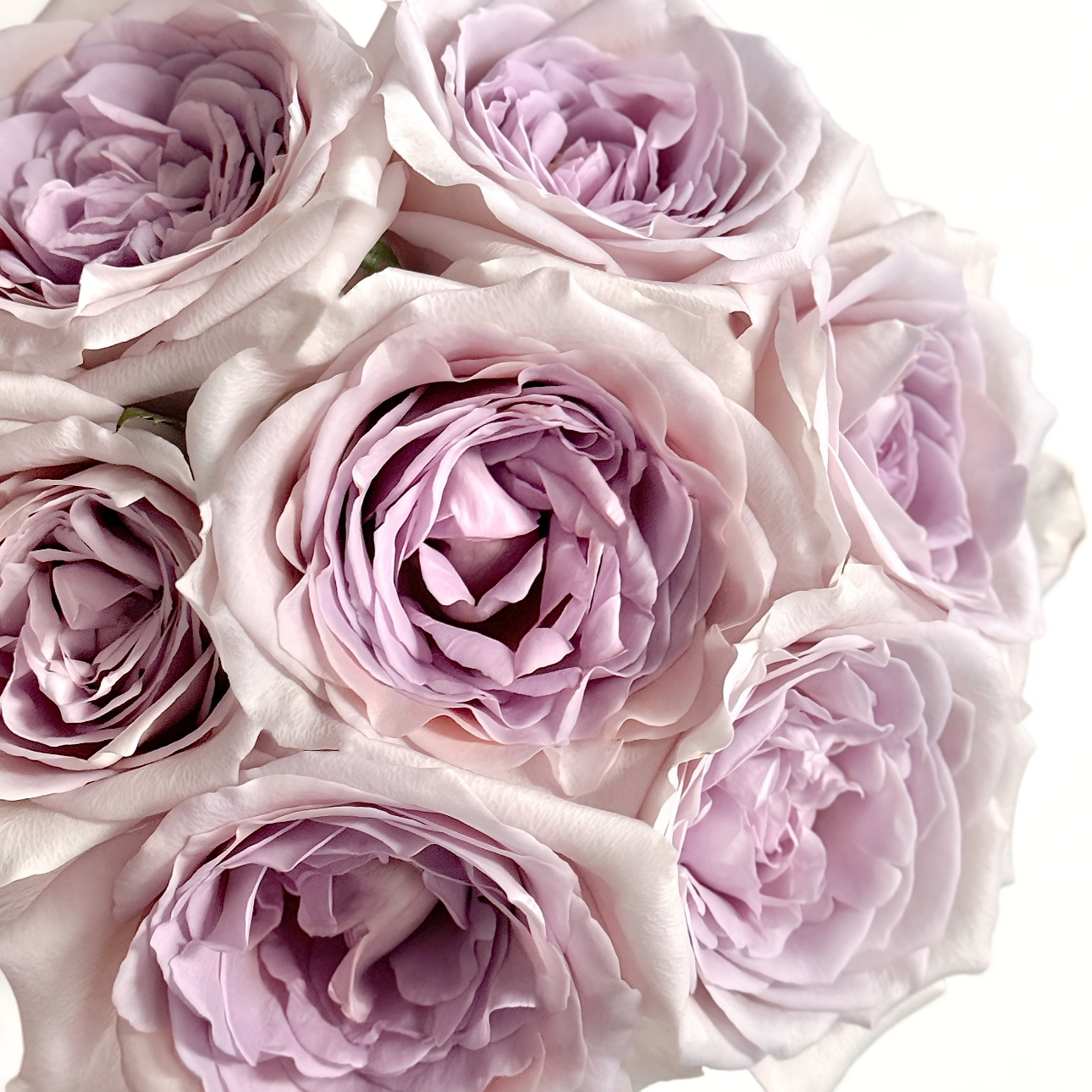 【仙女座｜卓文君】 稀有单头玫瑰 朵拉的花 出口品质 鲜切花