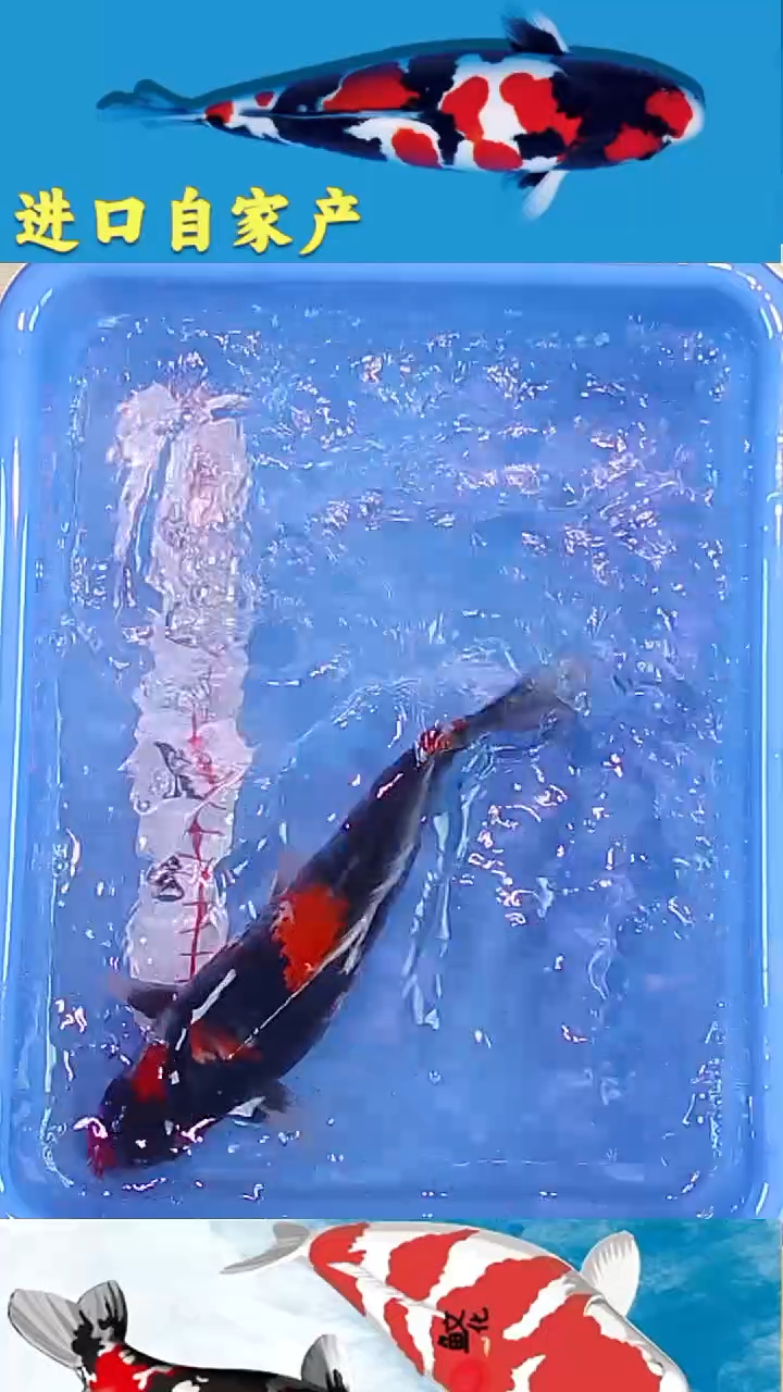 锦鲤2025/12/25悦鲤阁锦鲤甄选--30