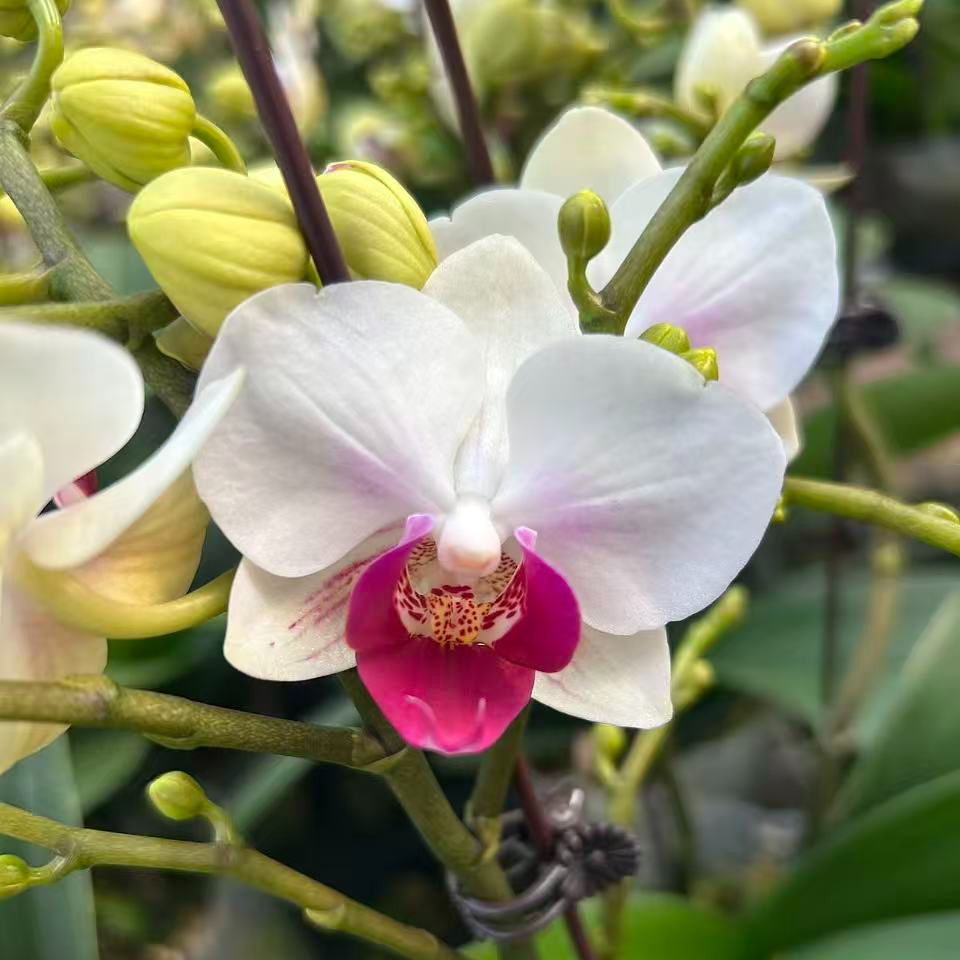 蝴蝶兰 避风港 带花带花苞
