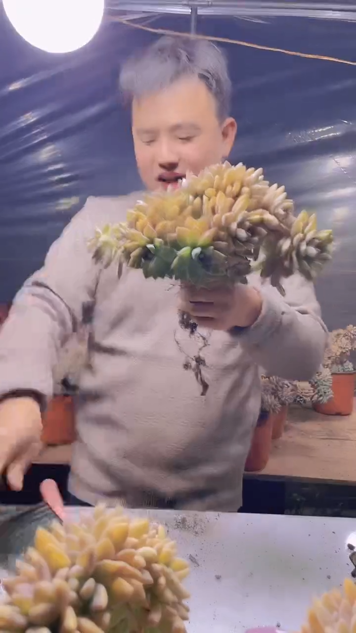 【闪购商品】缀化251