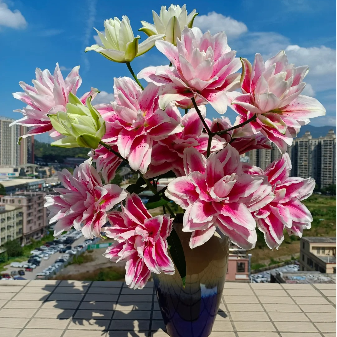 【飞飞甄选】火星之恋重瓣百合花·年画风·鲜花冷链运输·基地直发