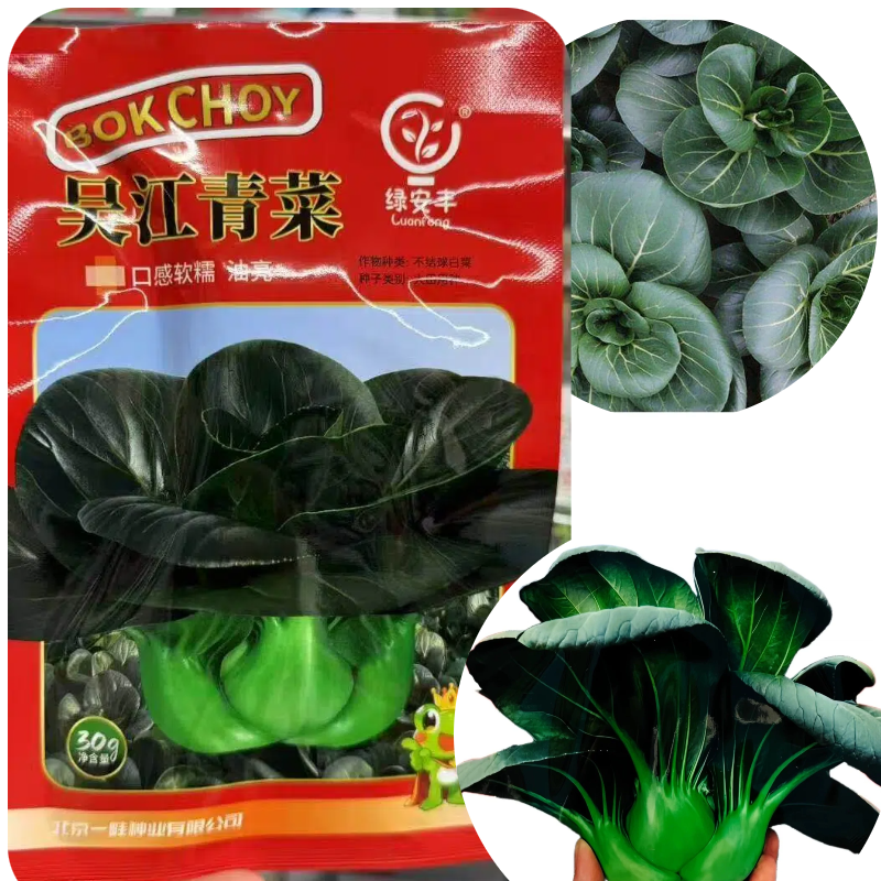 苏州青吴江青菜种子易栽培稳产口感软糯叶面油亮矮萁青帮蔬菜种子