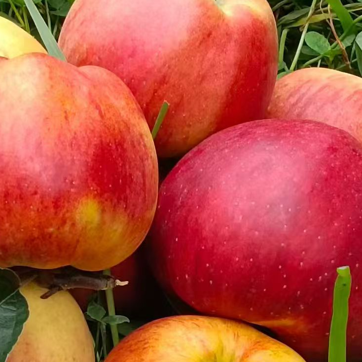 无品牌云南昭通冰糖心红露苹果新鲜现摘脆甜多汁当季水果