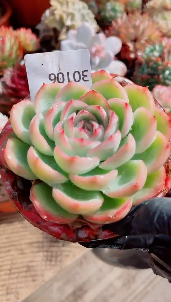 妖*跃跃精品多肉30106