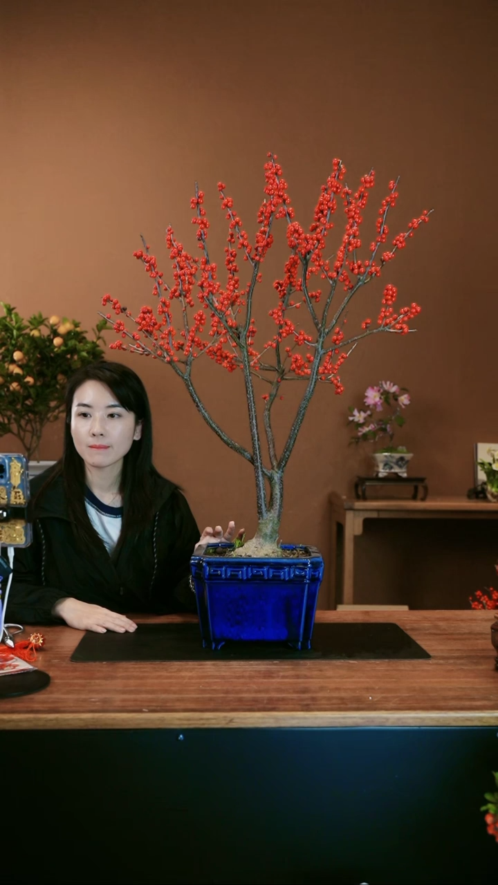 【闪购商品】盆景冬青