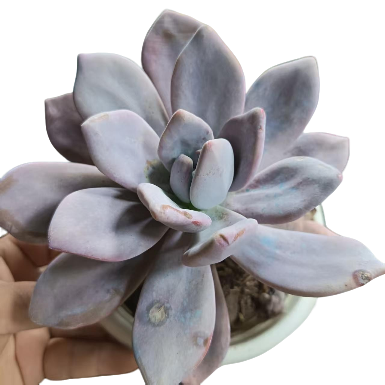 鹏哥多肉粉兔多肉植物 满15包邮 室内绿植盆栽吸甲醛净化空气