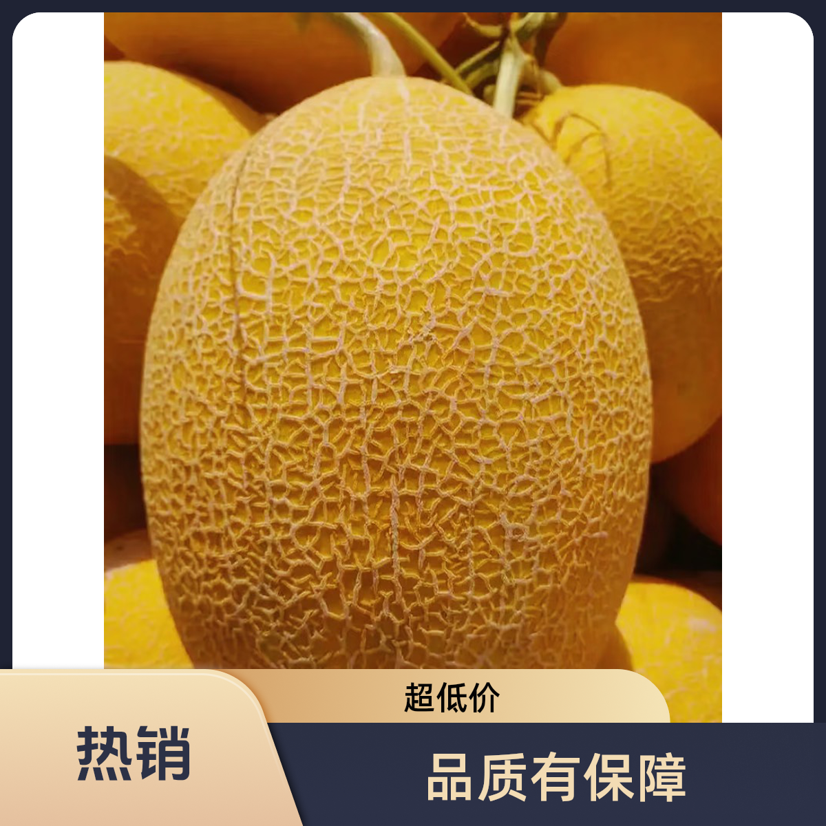 凤金蜜瓜（甜脆多汁）一整个发货不切块3斤/4斤半