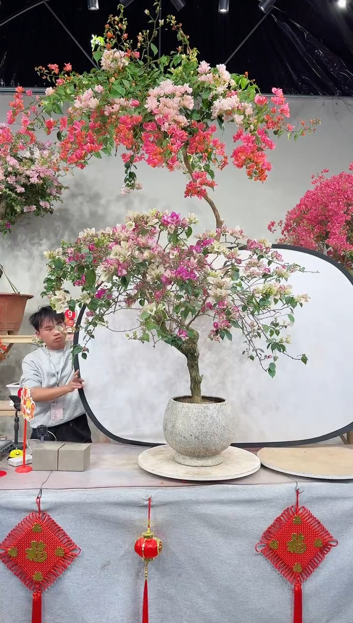 【闪购商品】盆景皇帝